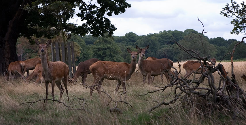 Deer in Richmond Park