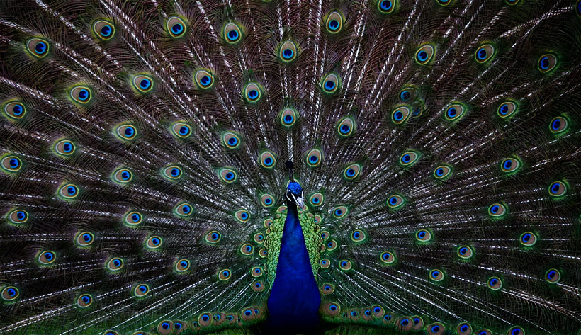 Castle Howard Peacock