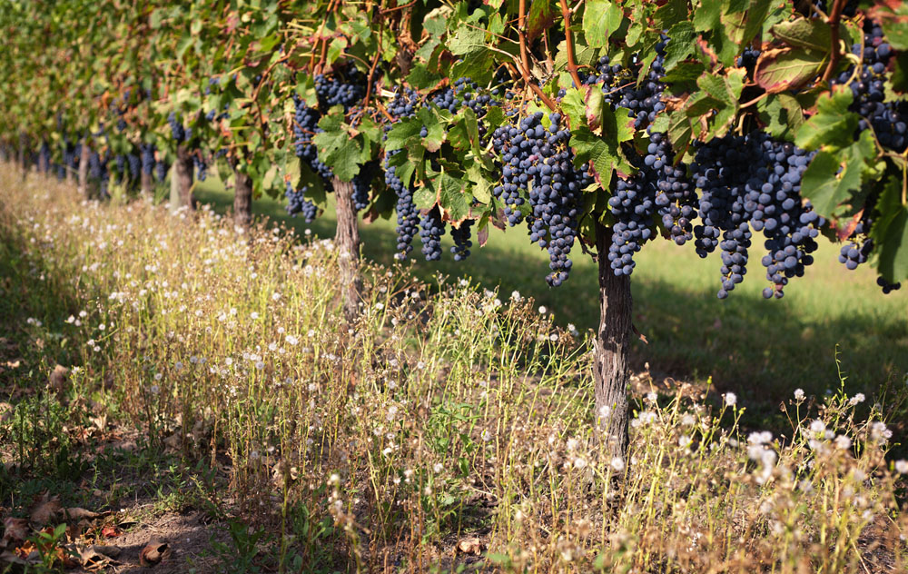 Vignoble de Bergerac